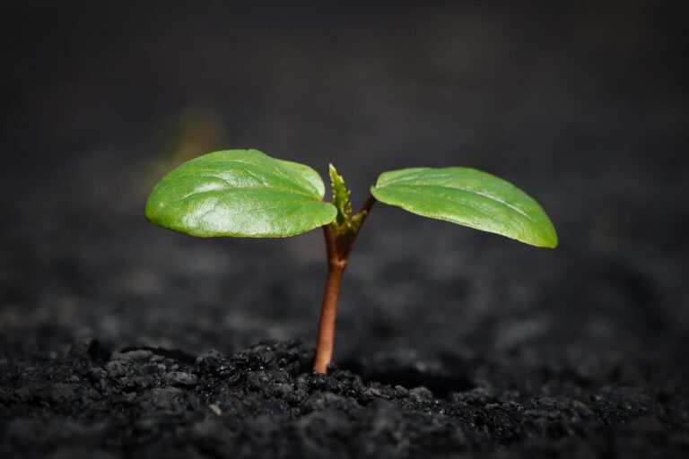 Why Your Peppers Stay Small No Matter How Much You Feed Them - Featured image
