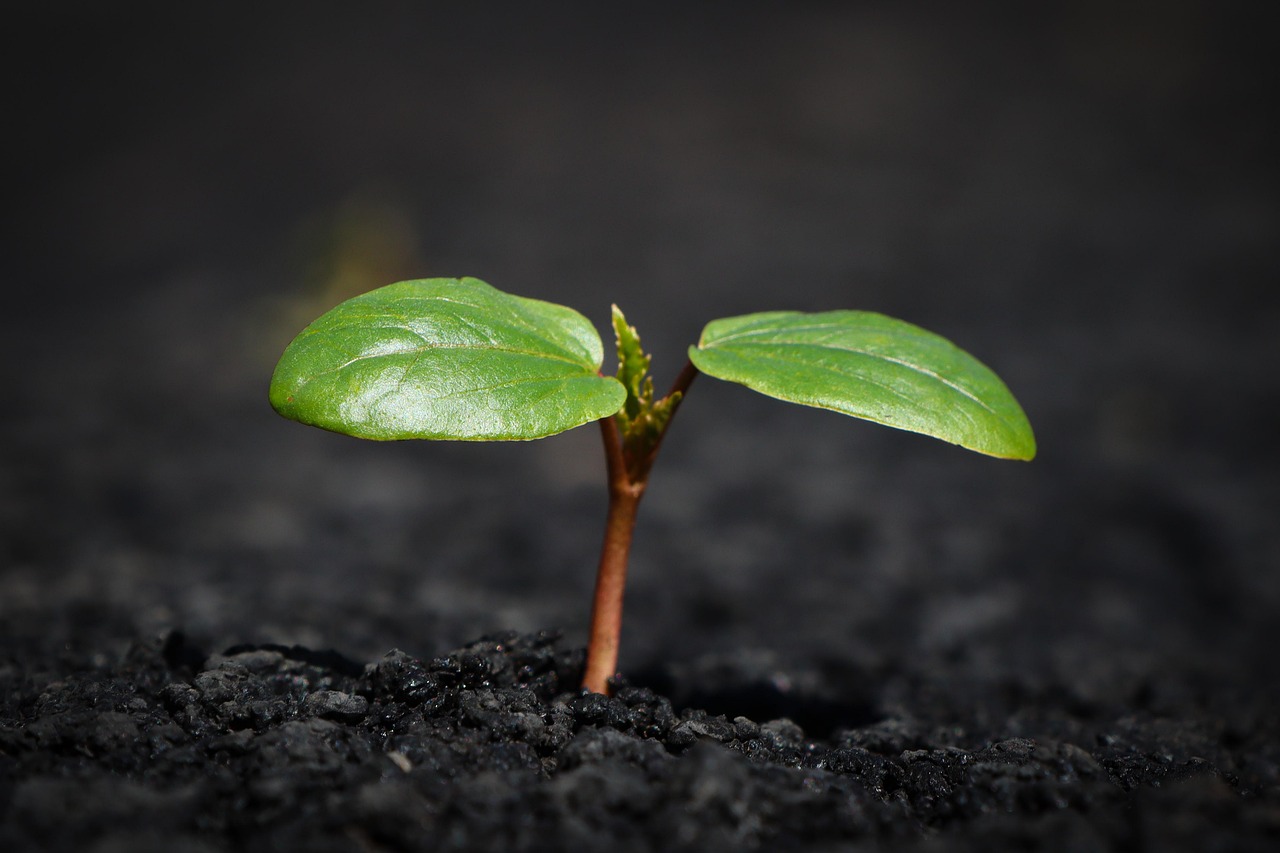 Why Your Peppers Stay Small No Matter How Much You Feed Them