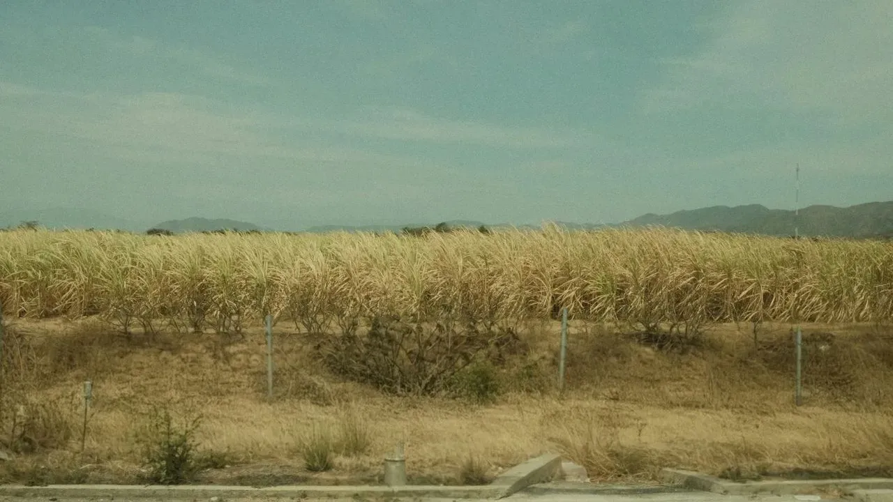 Sugar Joins Wheat and Corn in Price Surge