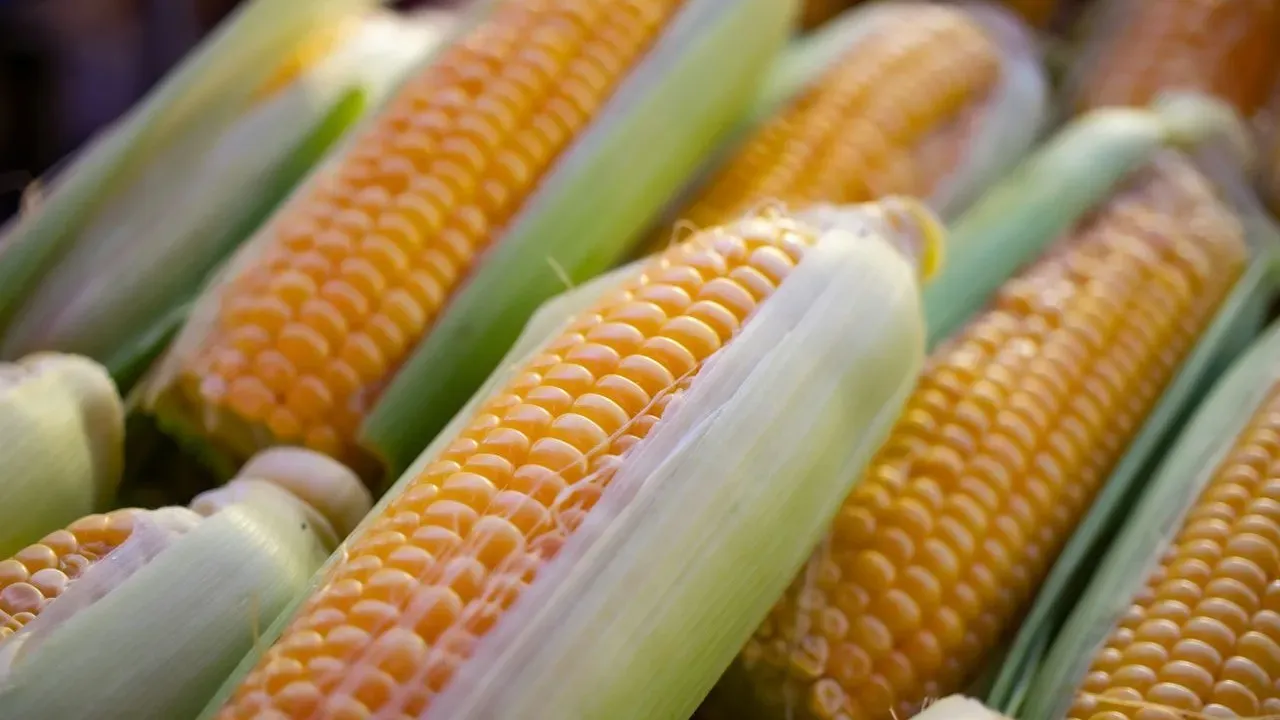 Your Garden Corn Is Almost Gone — Here's the Last Recipe to Make Before the Season Ends