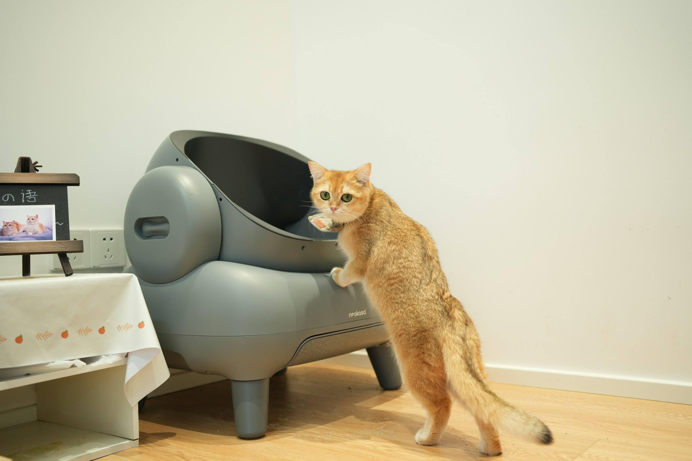 The Litter Box Habit That Reveals a Cat's Stress Level