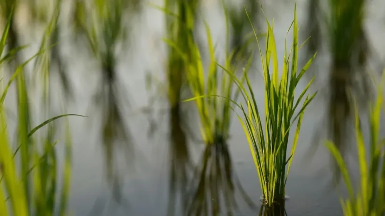You've Been Pouring This Kitchen Leftover Down the Drain — Your Houseplants and Garden May Want It - Featured image