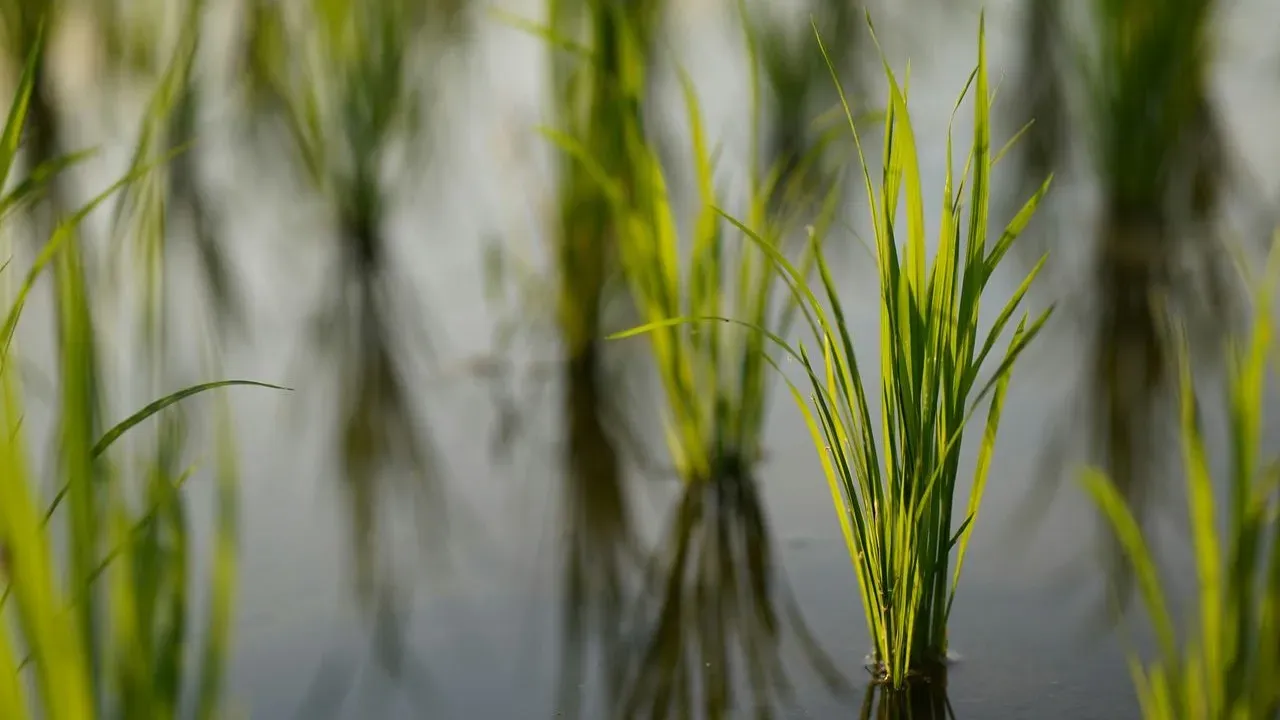 You've Been Pouring This Kitchen Leftover Down the Drain — Your Houseplants and Garden May Want It