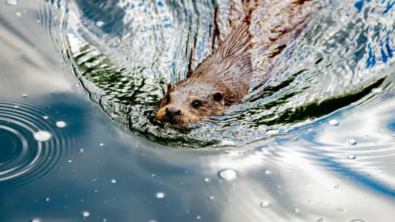 Ruthless Otter Assault Sends Lake Tahoe Swimmer Lynnette Bellin Back for Surgery - Featured image