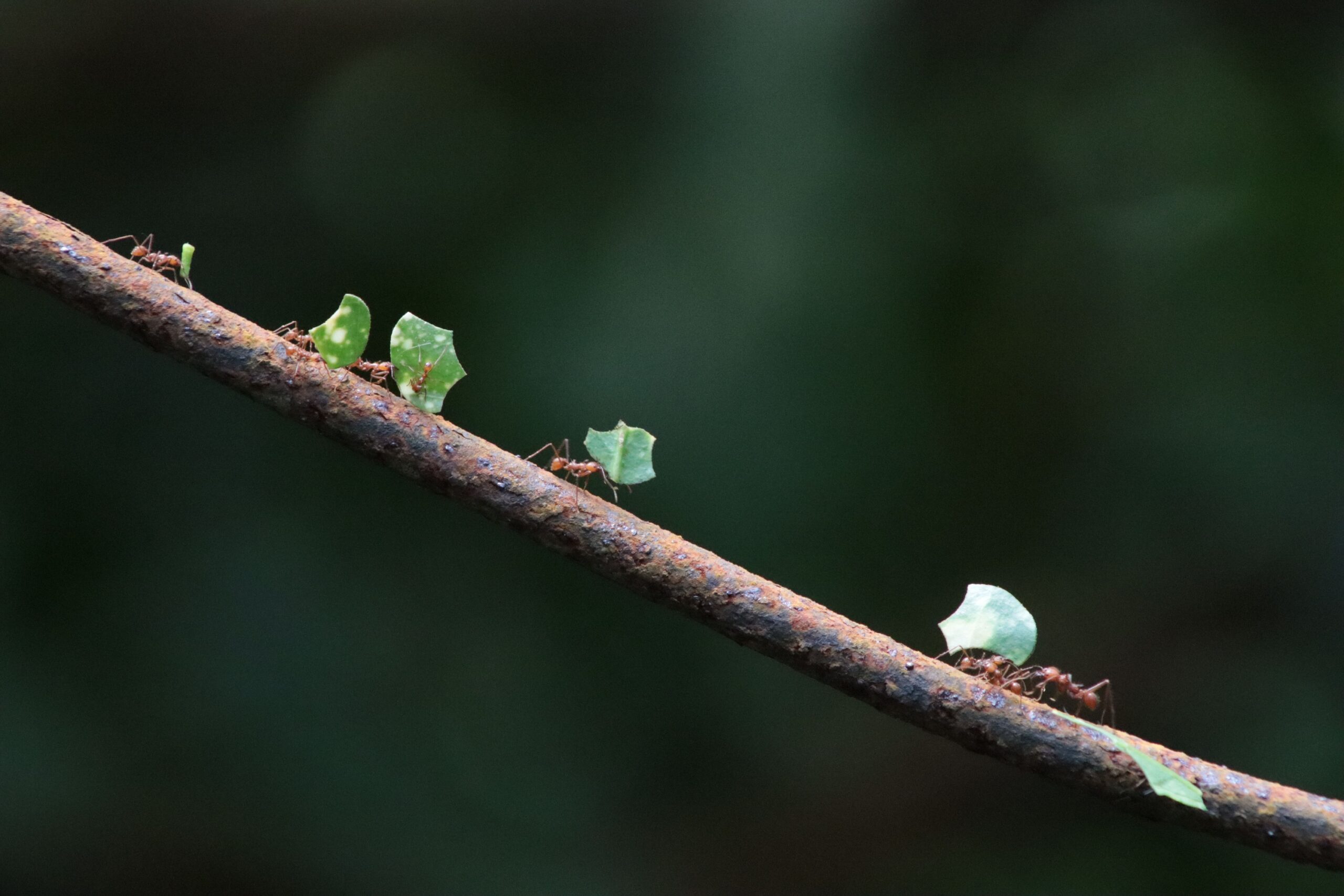The Ant Behavior That Predicts Rain Hours Before the Clouds Arrive