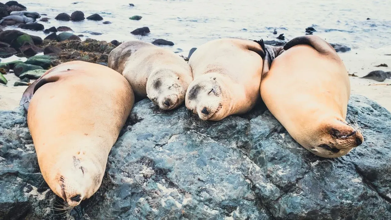 Chonkers the Sea Lion Returns to Pier 39