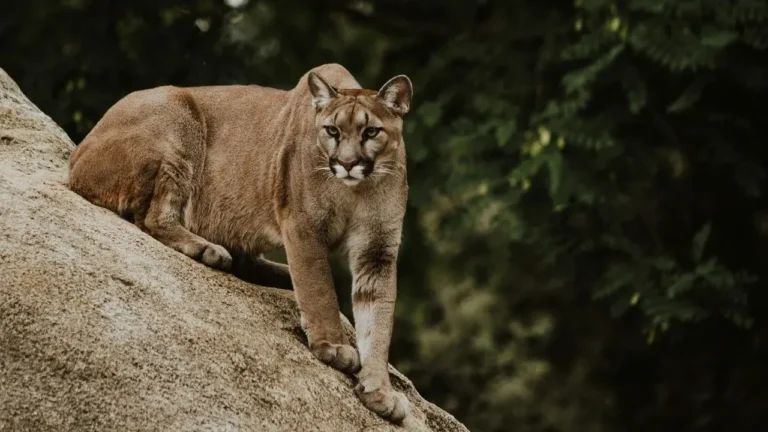 Mountain Lion Tranquilized in Tense San Francisco Standoff - Featured image