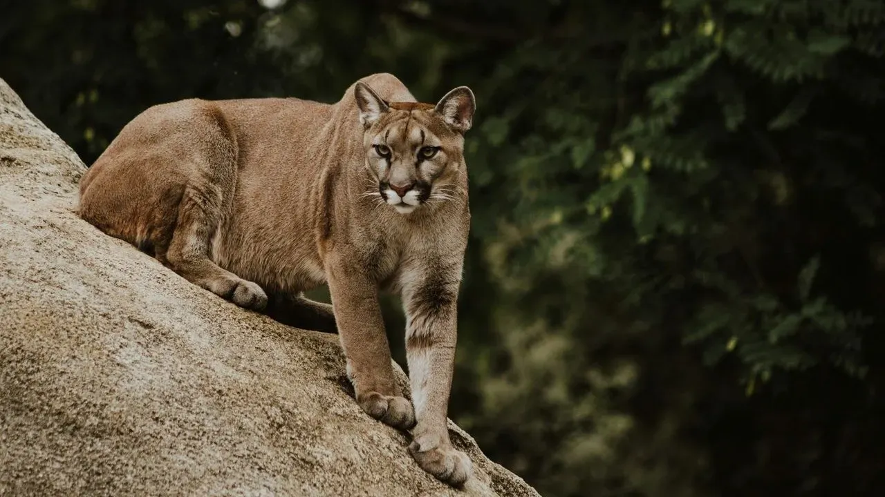 Mountain Lion Tranquilized in Tense San Francisco Standoff
