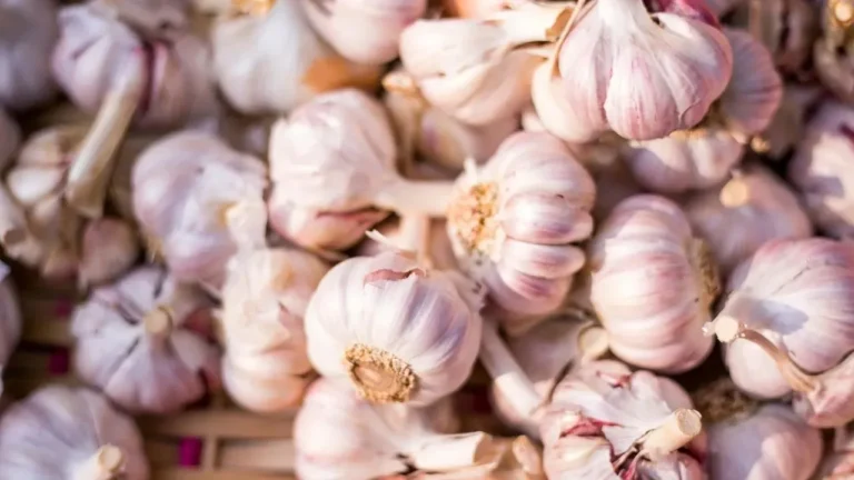 The One Crop That Rewards Fall Planting With Year-Long Flavor - Featured image