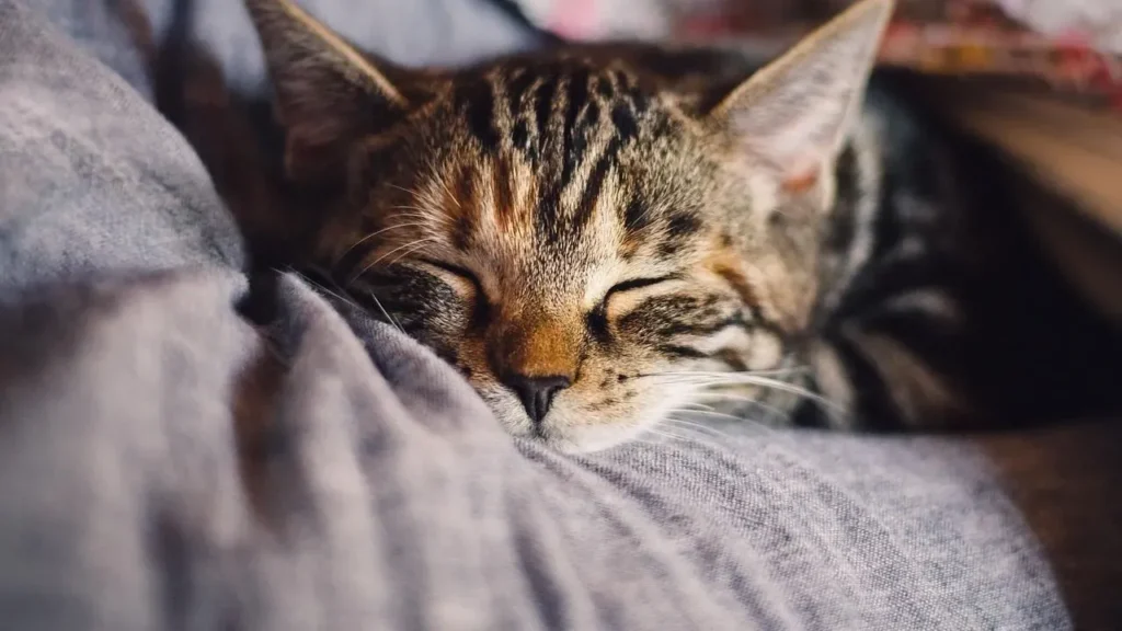 Perimenopause Sleep Struggles Trace Back to Shifting Hormones - Featured image