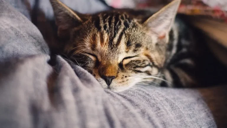Perimenopause Sleep Struggles Trace Back to Shifting Hormones - Featured image