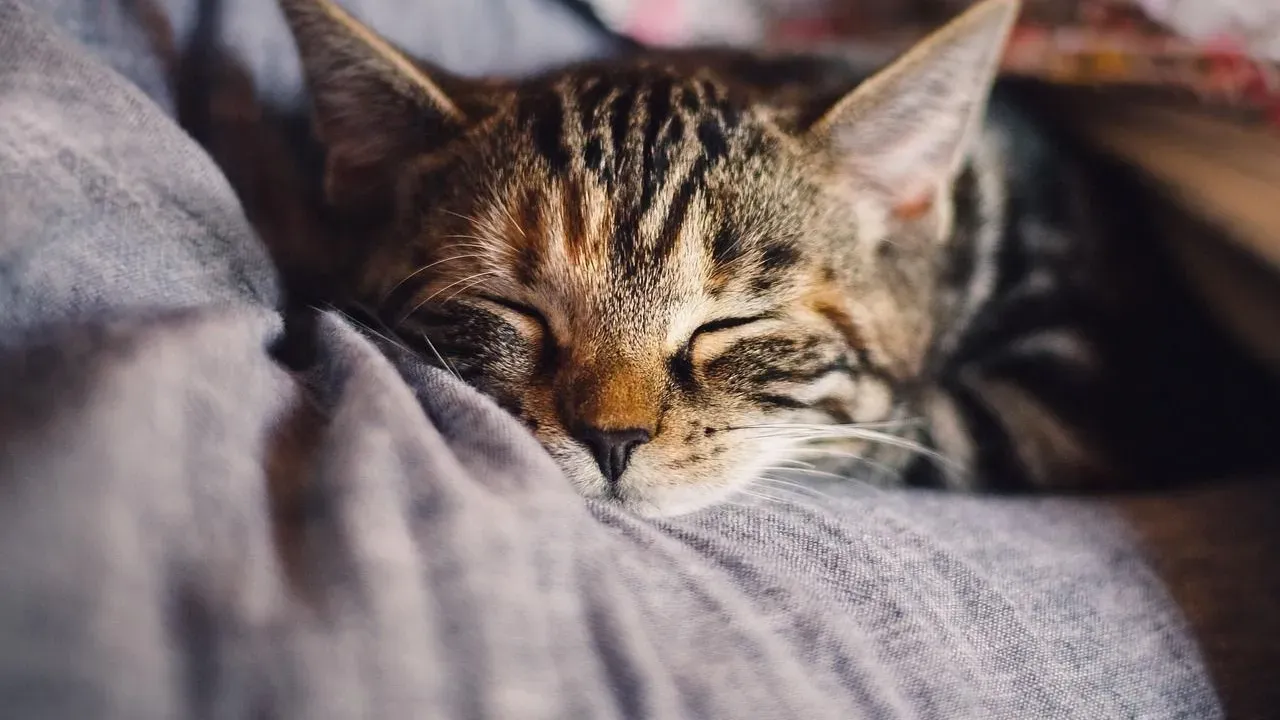 Perimenopause Sleep Struggles Trace Back to Shifting Hormones