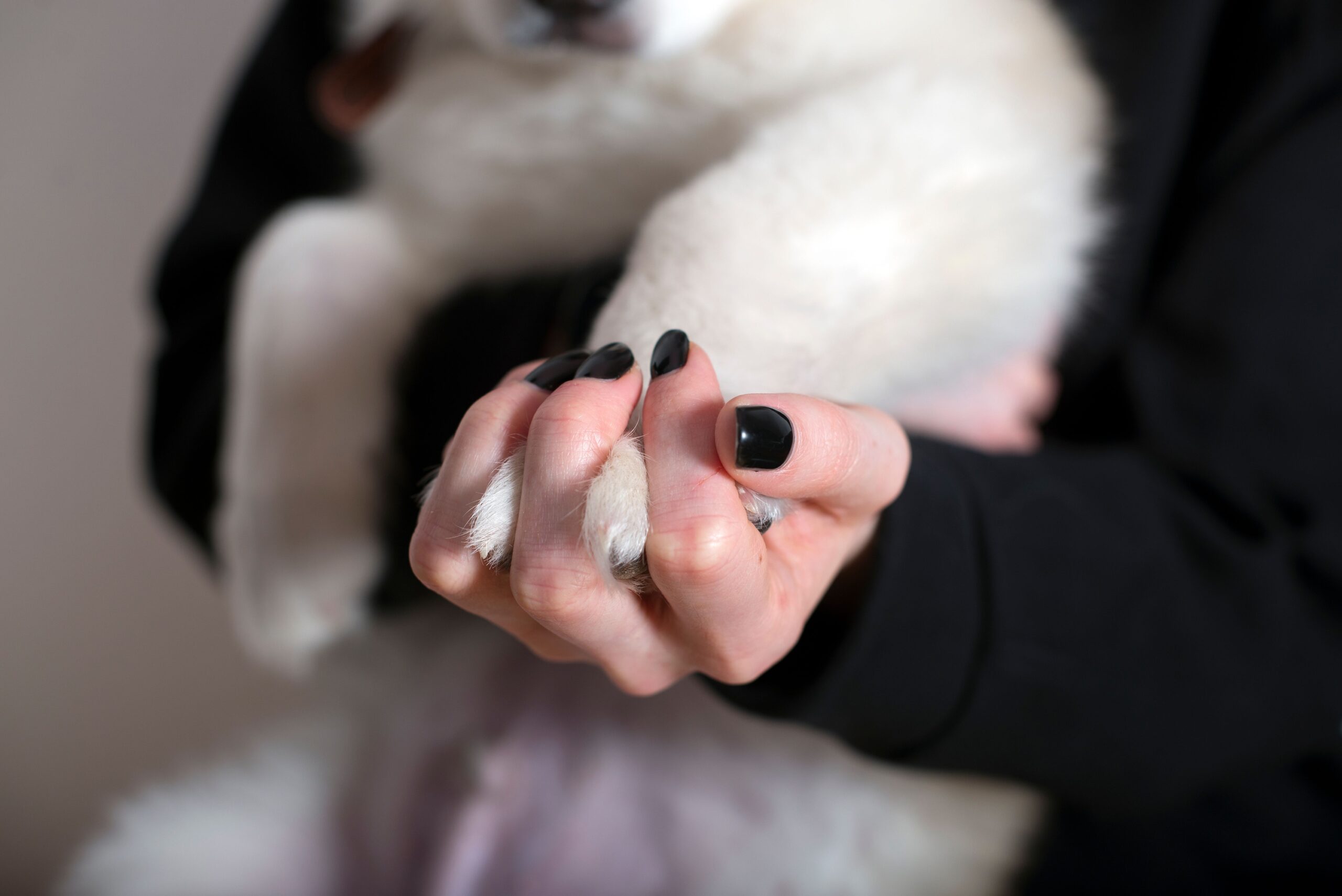 The Nail Clicking Sound That Means Your Dog Needs a Trim
