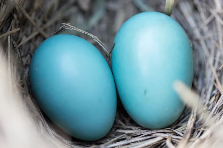 6 Easter Egg Hunt Safety Tips Parents Often Overlook - Featured image