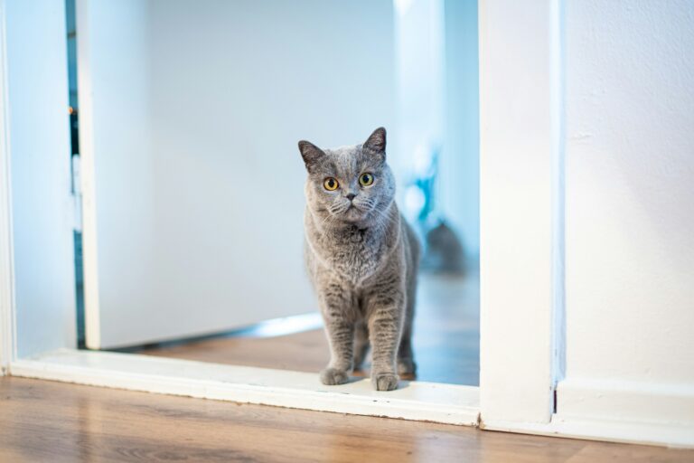 Why Cats Hate Closed Doors So Much - Featured image