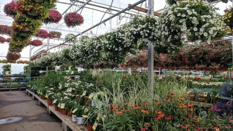 A Northeast Gardening Expert Shares Four Standout Plants for Regional Gardens - Featured image