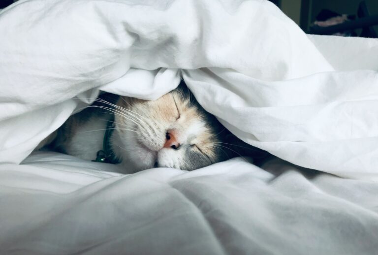 The Purring Sound That Isn't Actually About Happiness - Featured image