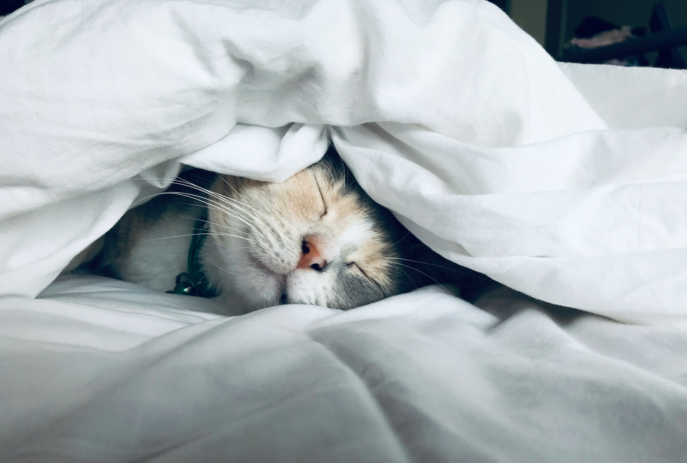The Purring Sound That Isn't Actually About Happiness