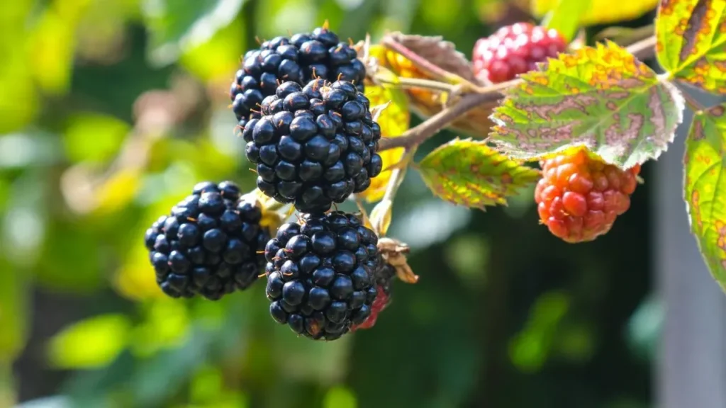 Blackberry Leaves Brew a Gentle Herbal Tea - Featured image