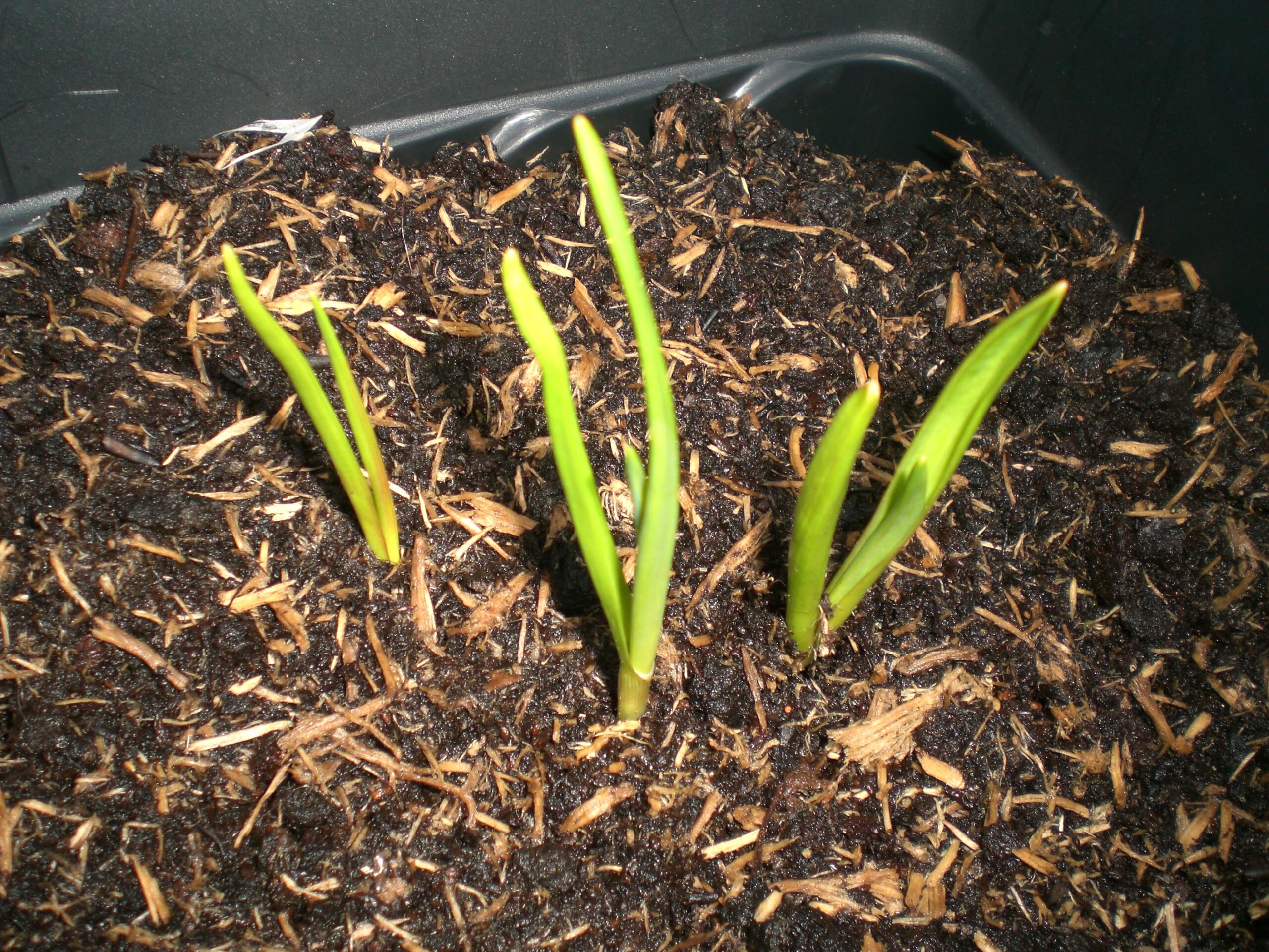 Why Garlic Is Planted in Fall but Not Harvested Until Summer