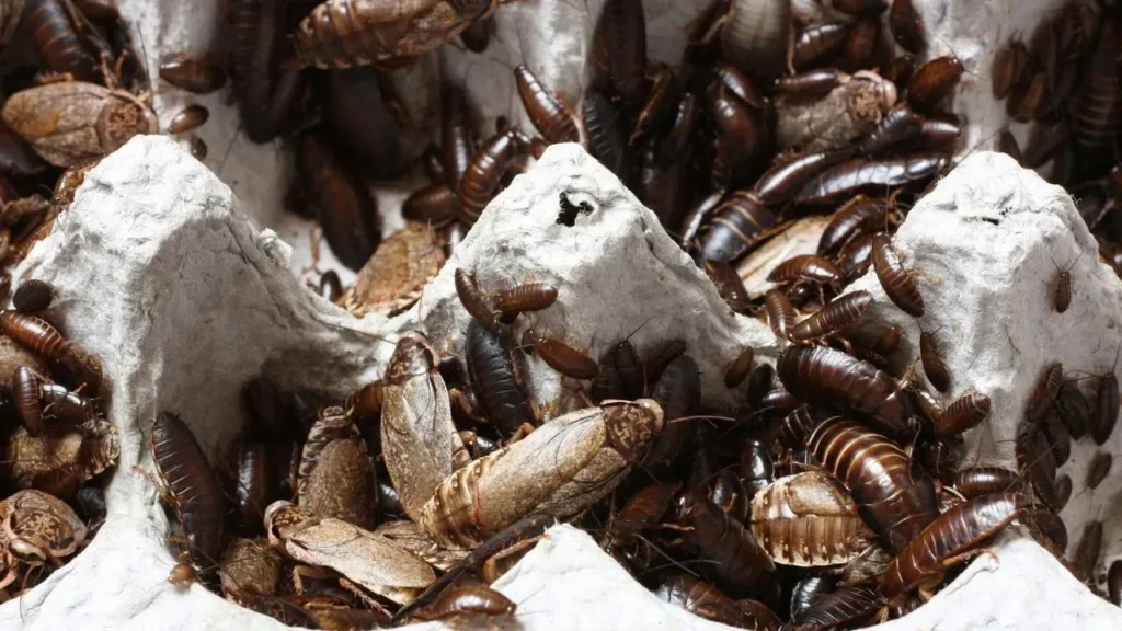The One Reason Cockroaches Keep Coming Back—And How to Finally Stop Them - Featured image