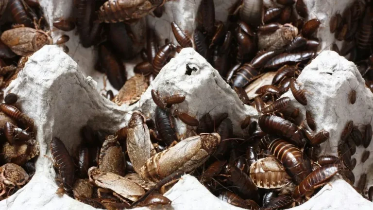 The One Reason Cockroaches Keep Coming Back—And How to Finally Stop Them - Featured image