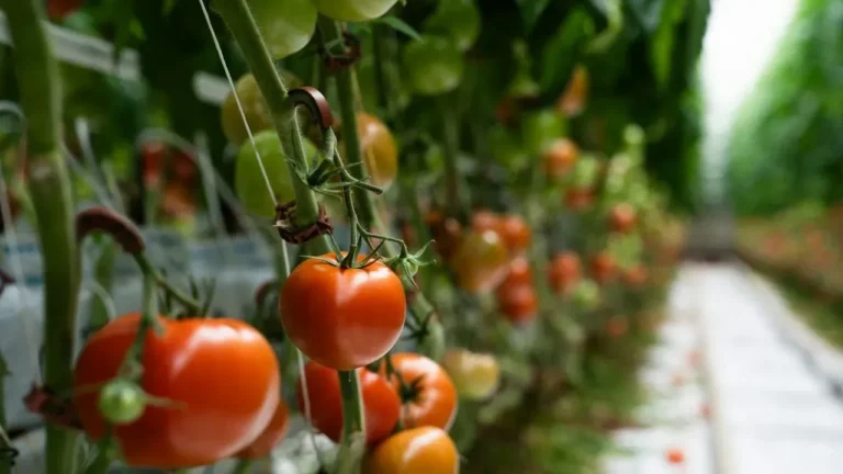 Why Your Tomatoes Are Stuck Green on the Vine — And the Simple Fix Most Gardeners Miss - Featured image