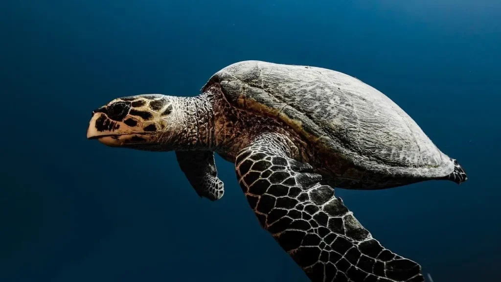 Turtle Wax: How Long Does It Really Last? - Featured image