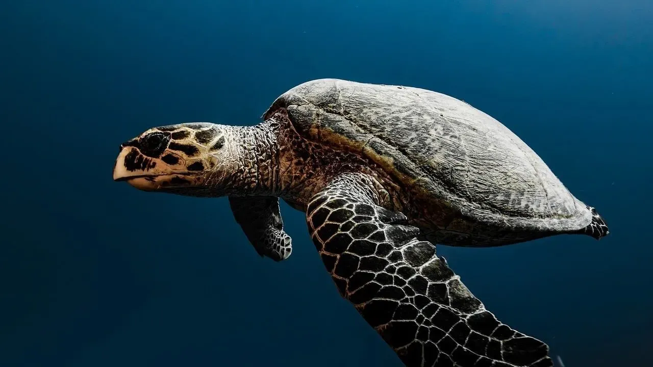 Turtle Wax: How Long Does It Really Last?
