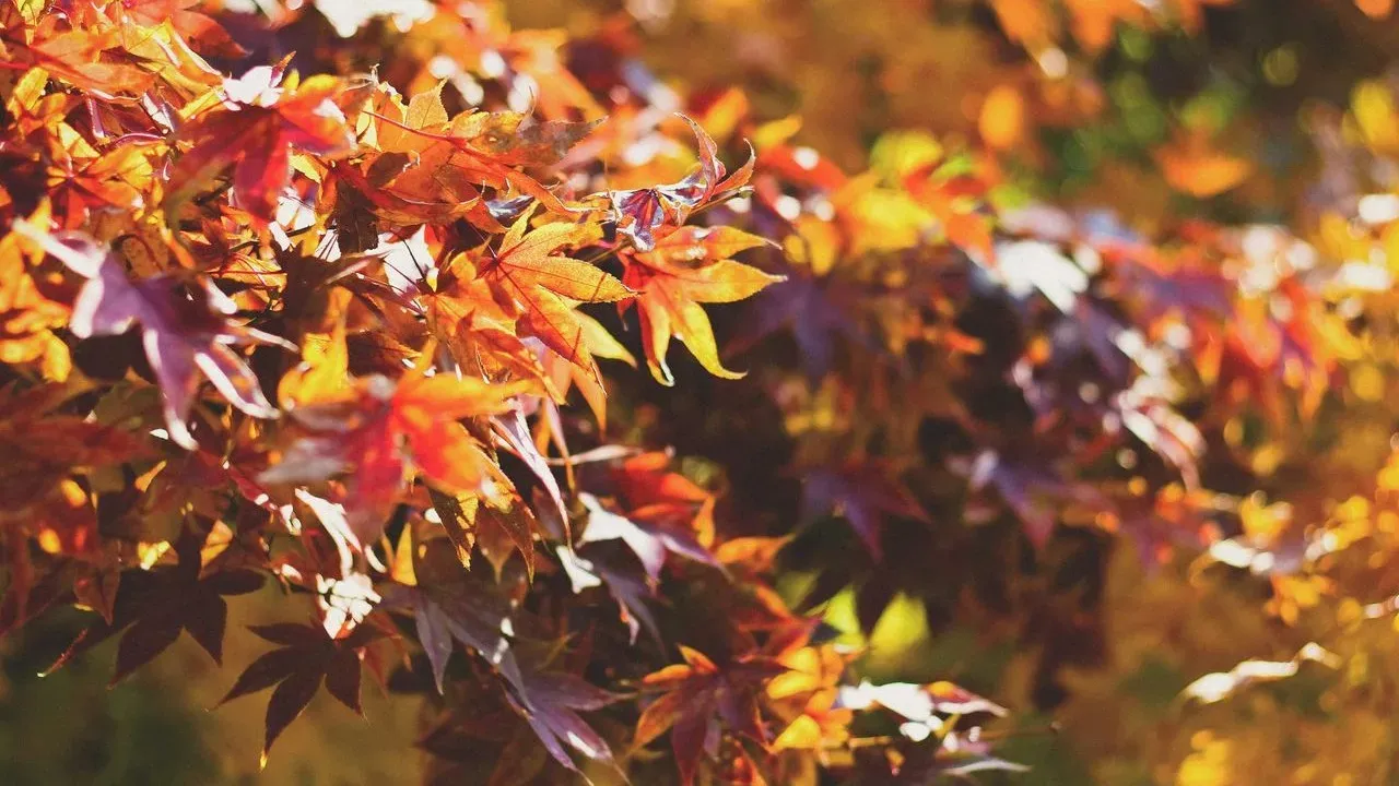 Master Fall Crop Timing Before Frost Hits