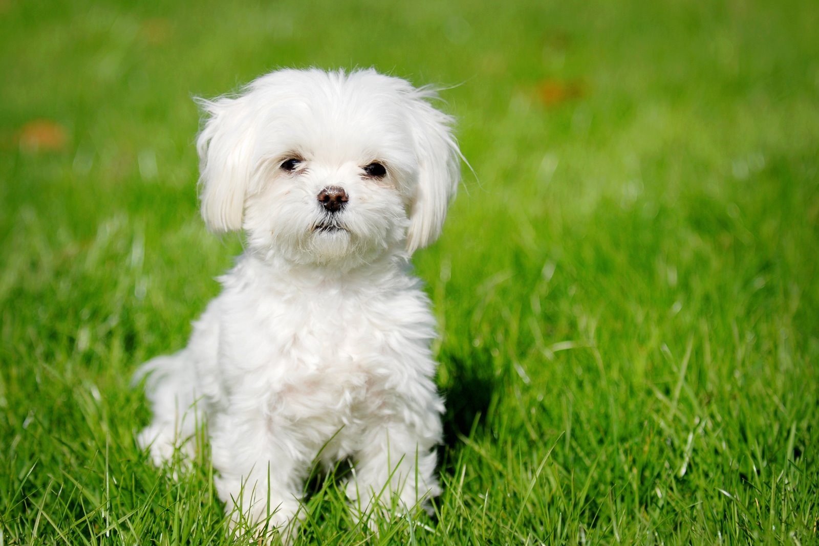 6 Signs Your Dog Is in Pain but Hiding It Well