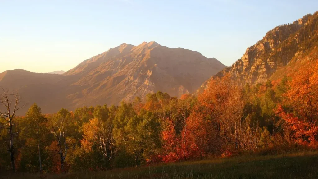 Clever Buys Trick Nature for Early Fall Color - Featured image