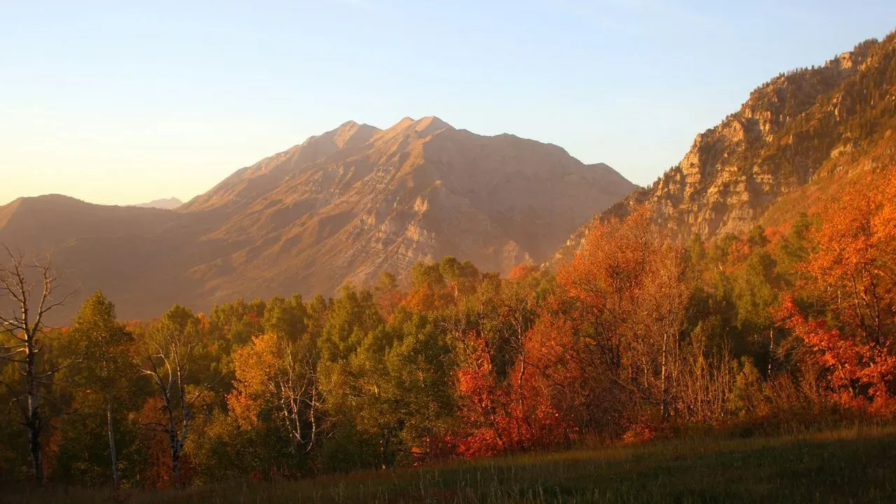 Clever Buys Trick Nature for Early Fall Color