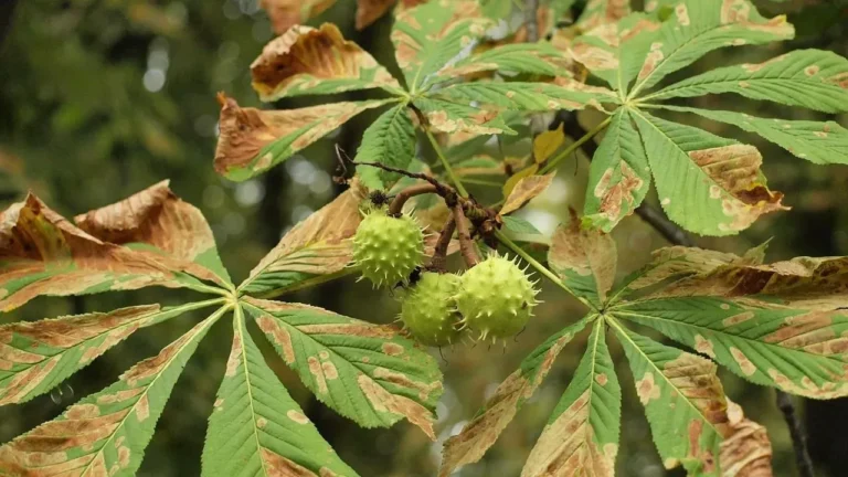 Conkers: The Glossy Seeds That Once Fueled a War Effort and Still Spark Family Play - Featured image