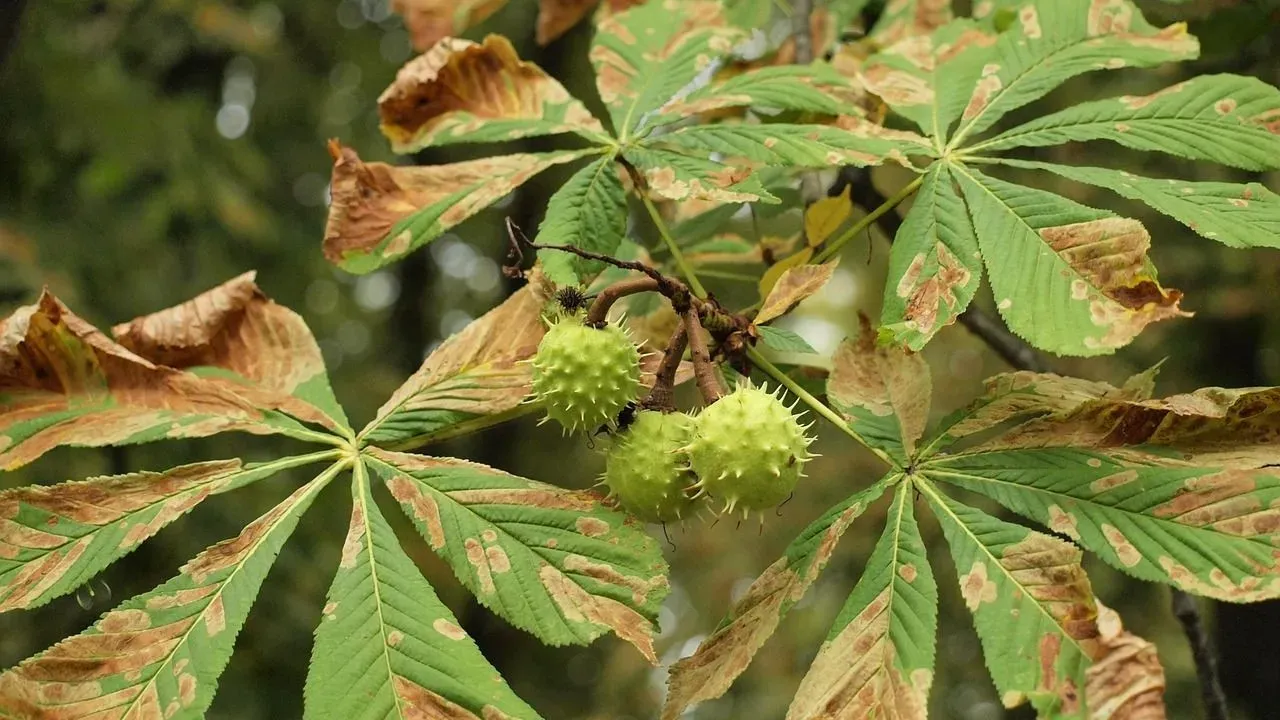 Conkers: The Glossy Seeds That Once Fueled a War Effort and Still Spark Family Play