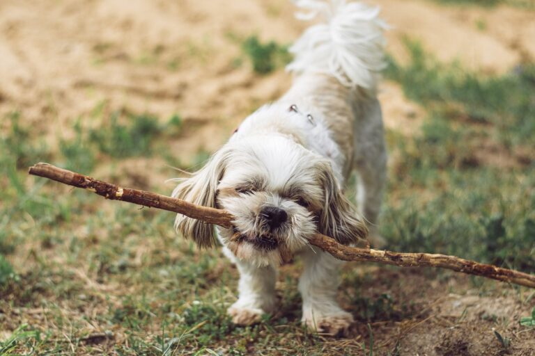 The Separation Anxiety Sign Most Dog Owners Mistake for Bad Behavior - Featured image