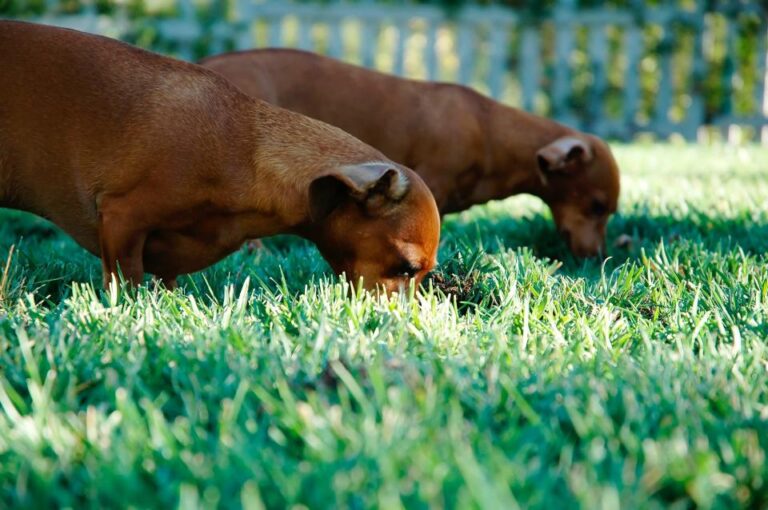 Why Dogs Eat Grass – and When Vets Say It's a Problem - Featured image