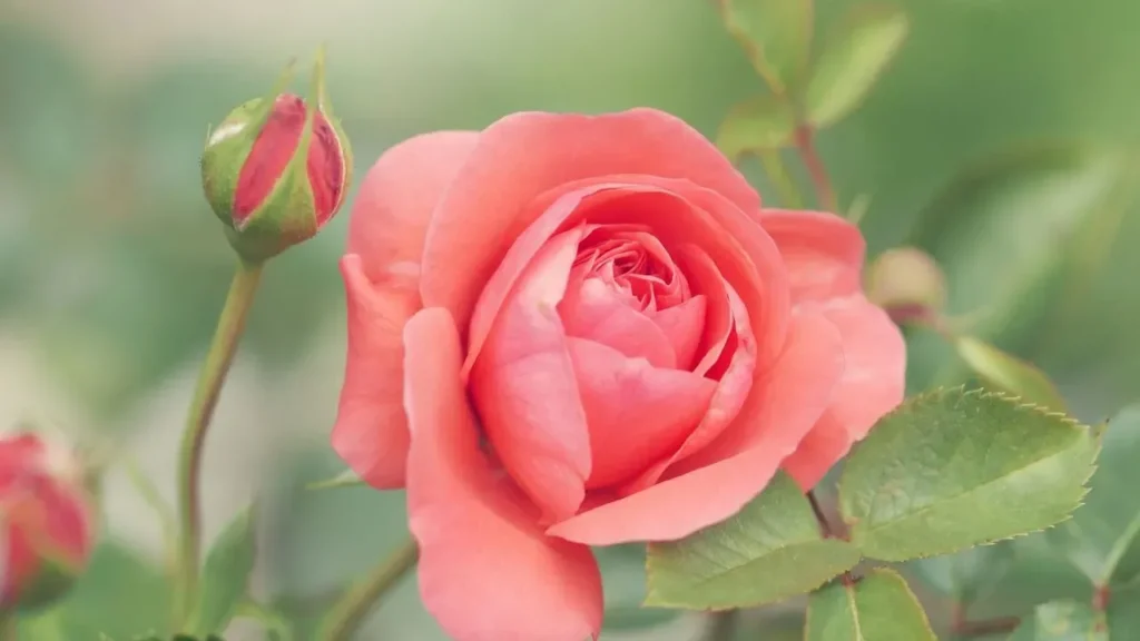 When Peak Beauty Falls Short in the Garden - Featured image