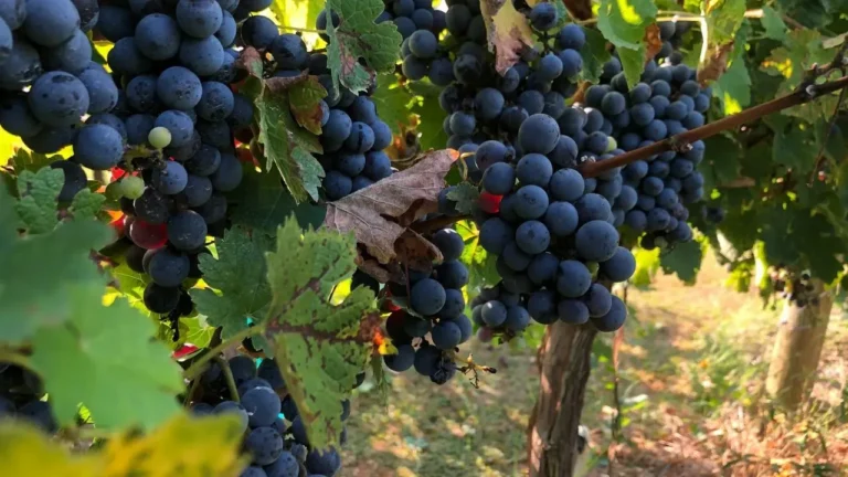 Cabernet Sauvignon Dominates Vineyards but Not Glasses - Featured image