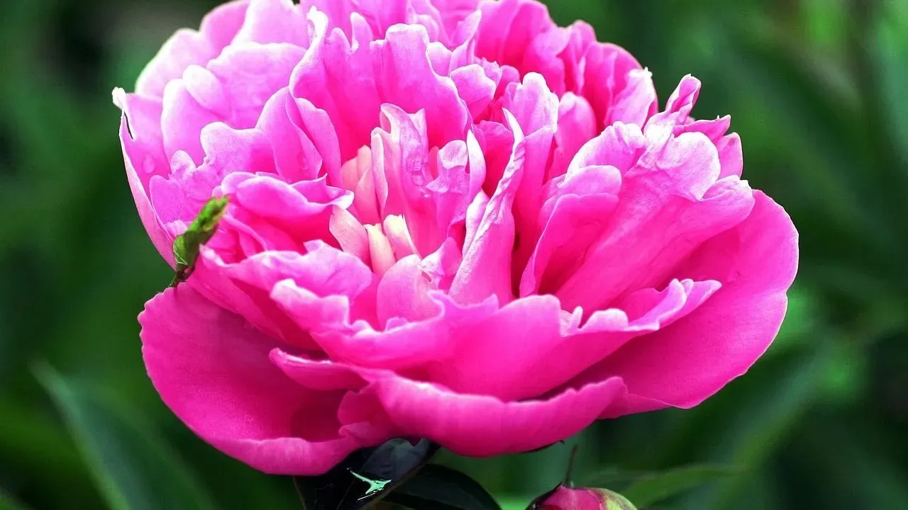 Peonies Take Center Stage in Fall Perfumes