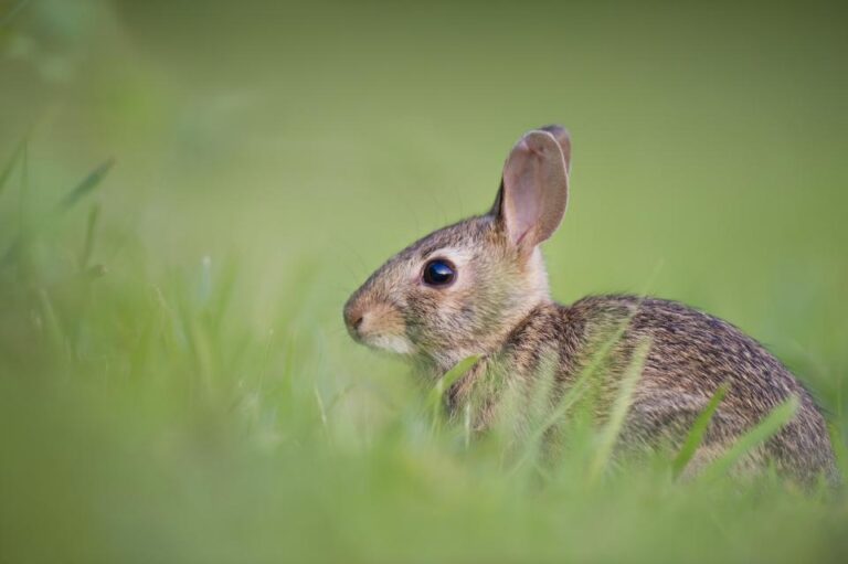 Why Rabbits Freeze Instead of Fleeing When You Walk By - Featured image