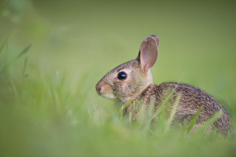 Why Rabbits Freeze Instead of Fleeing When You Walk By
