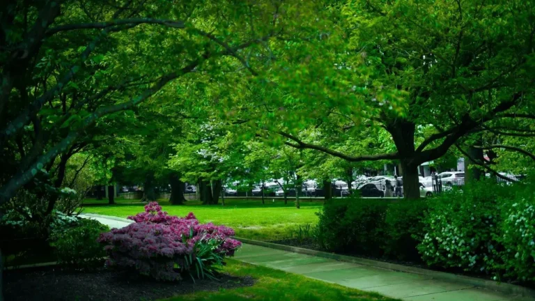 New Jersey Garden Adapts After Sudden Sunlight Shift - Featured image