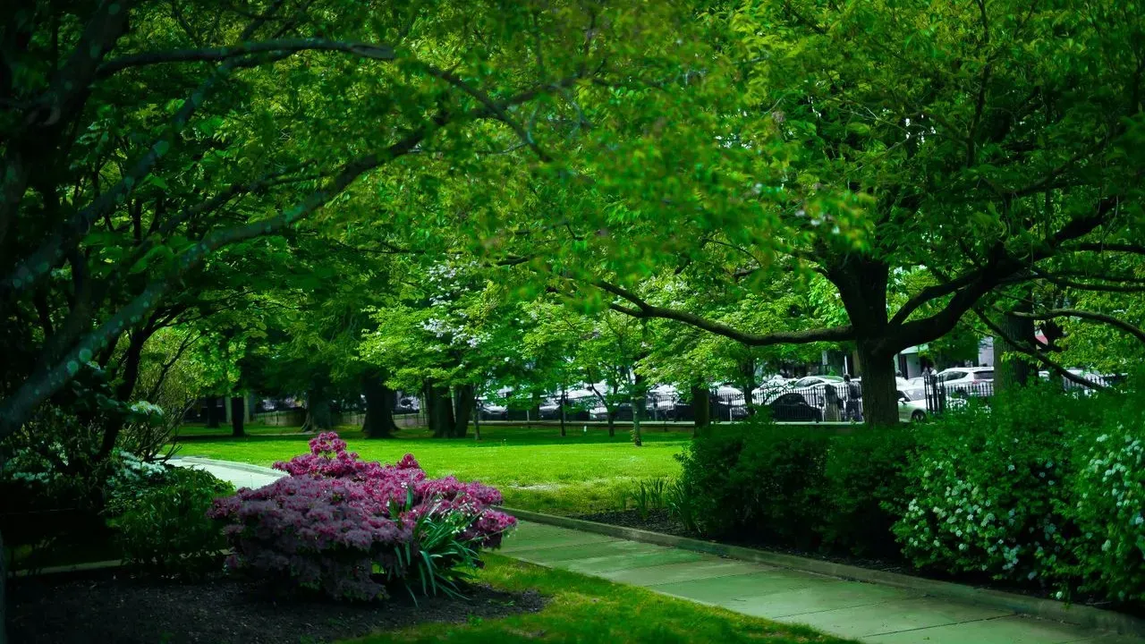 New Jersey Garden Adapts After Sudden Sunlight Shift