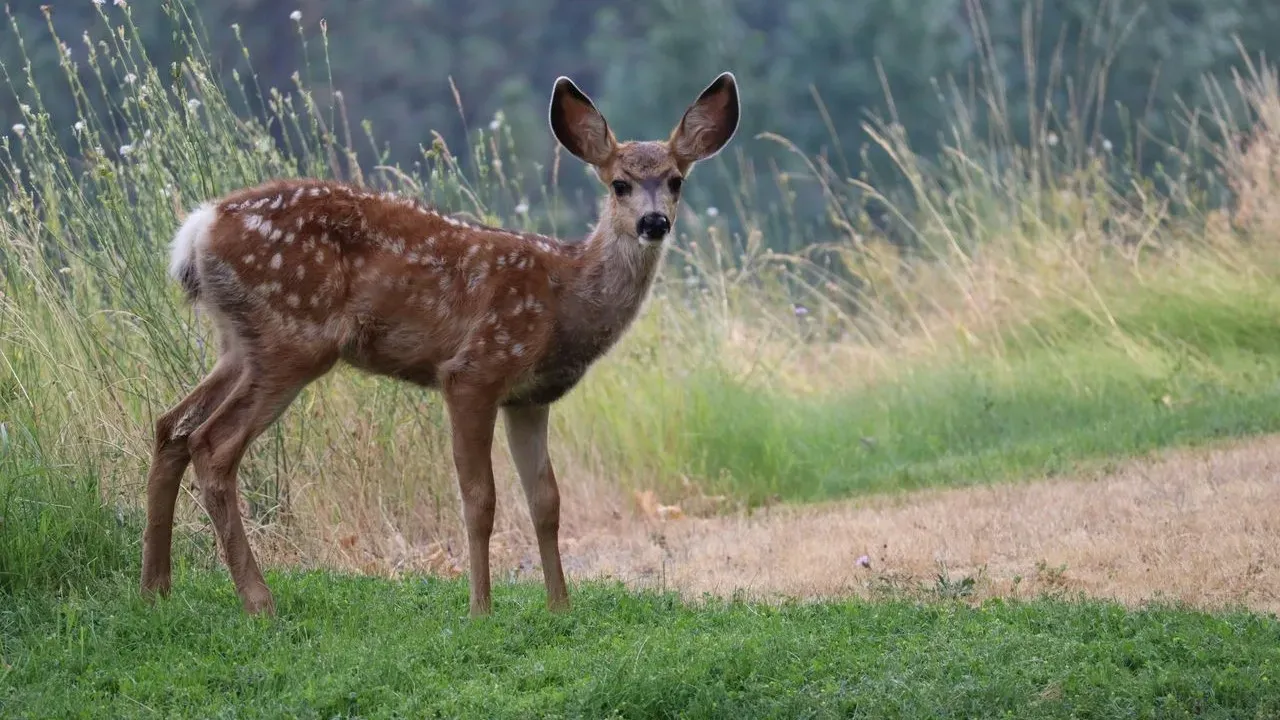 Judge Clears Path for Catalina Deer Removal