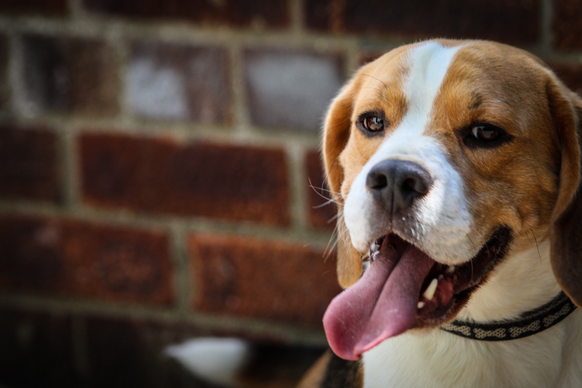 The Gum Color Check That Could Save Your Dog's Life