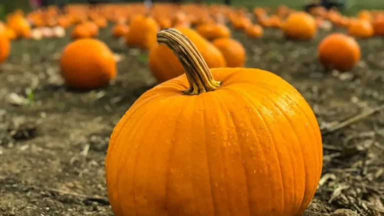 Curing Pumpkins the Right Way Extends Their Life - Featured image