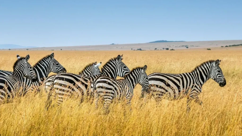 Beyond Africa’s Famous Five: Wildlife Treasures That Draw Nature Lovers Deeper - Featured image