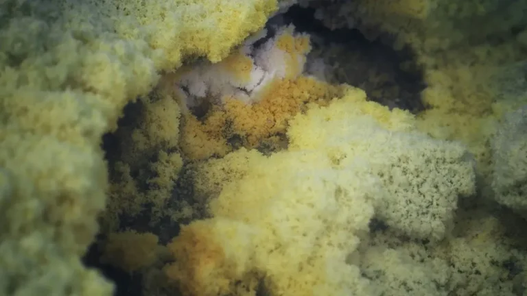 Your Dish Sponge Harbors Millions of Bacteria - Featured image