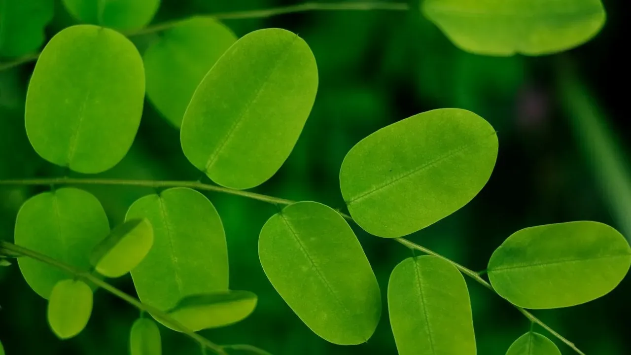 Foods Alive Recalls Organic Moringa Powder Nationwide Over Salmonella Risk